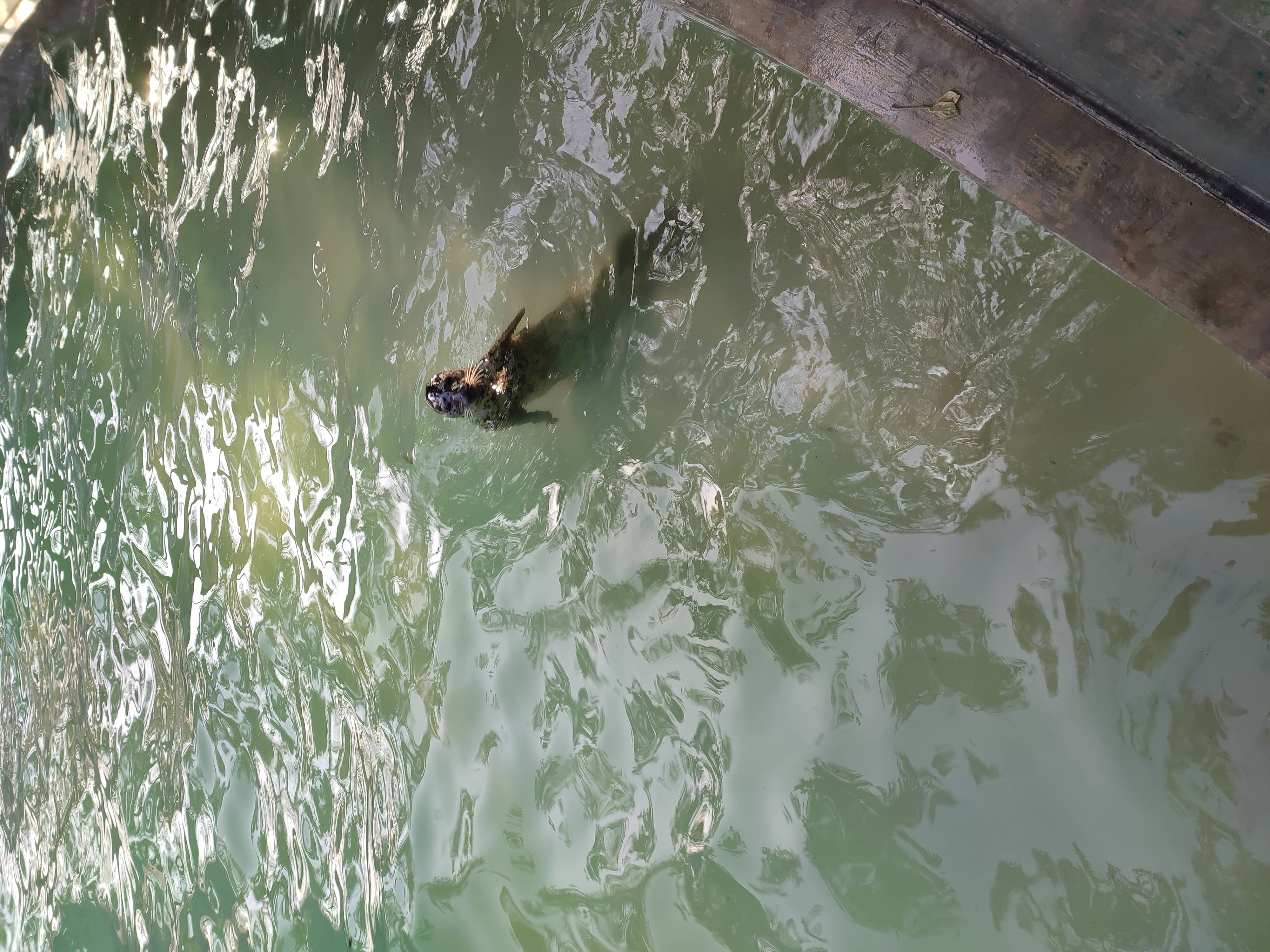 钓海豹的时候竿被拽下去了